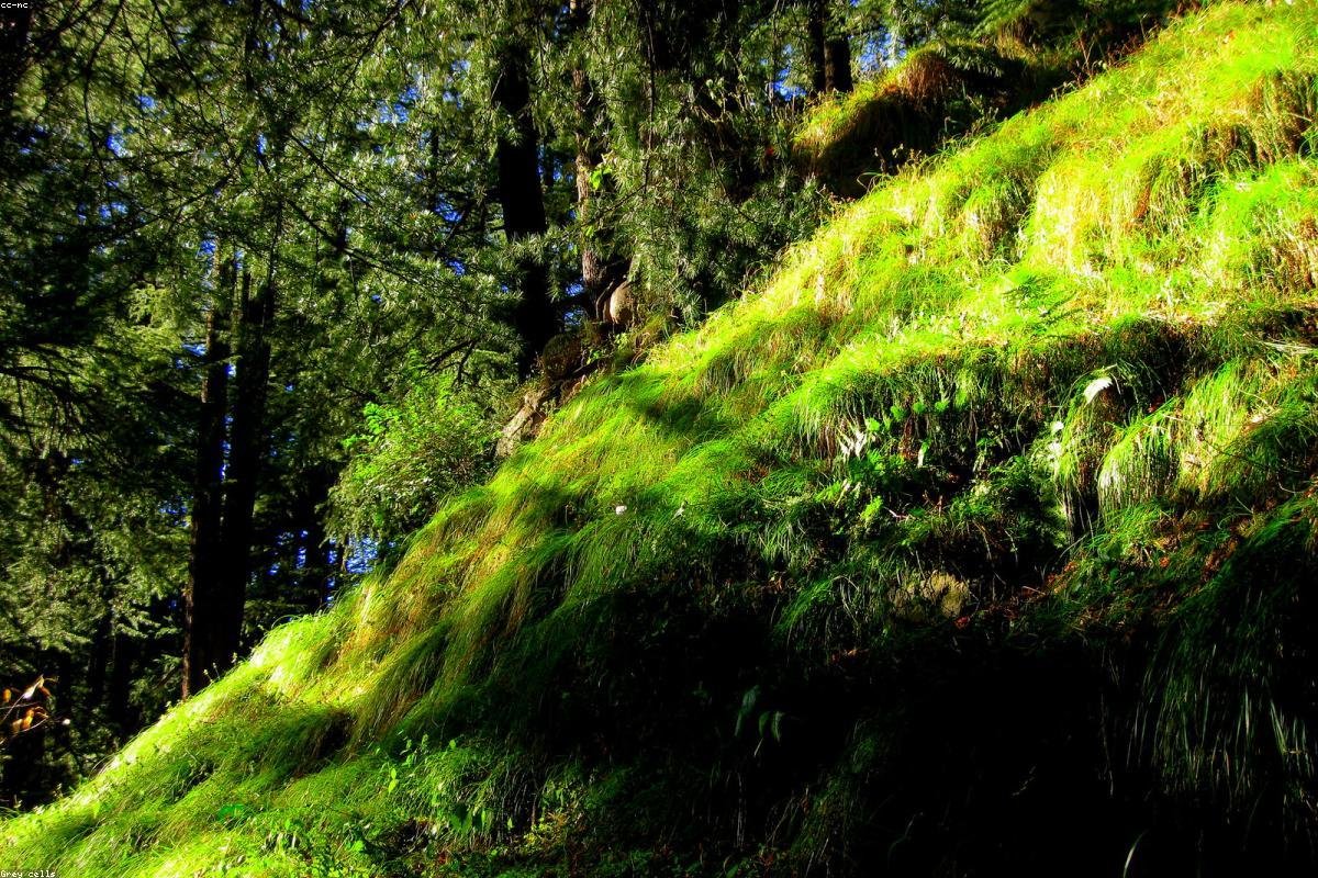Himachal